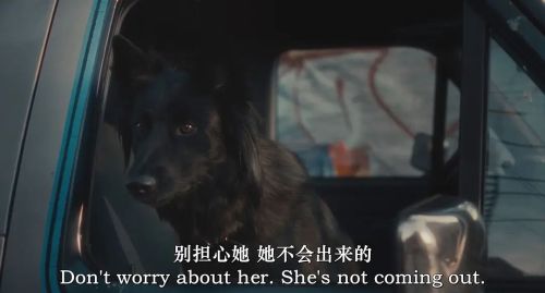 神探忠犬