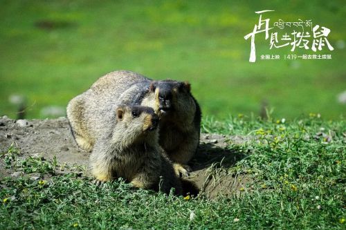 再见土拨鼠
