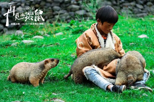 再见土拨鼠