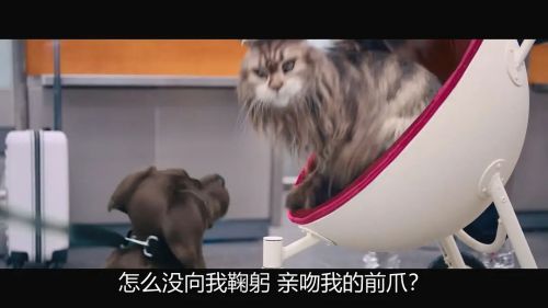 猫狗大乱斗