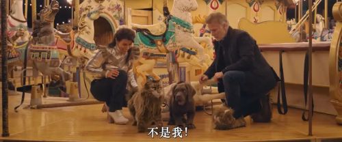 猫狗大乱斗