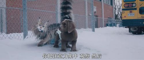 猫狗大乱斗