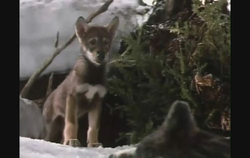 雪地黄金犬
