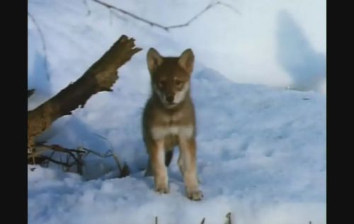 雪地黄金犬