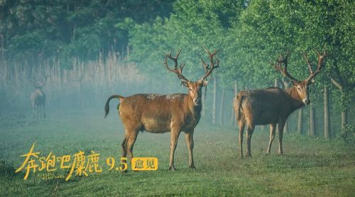 奔跑吧，麋鹿