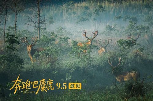 奔跑吧，麋鹿
