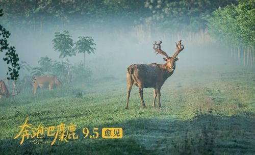 奔跑吧，麋鹿