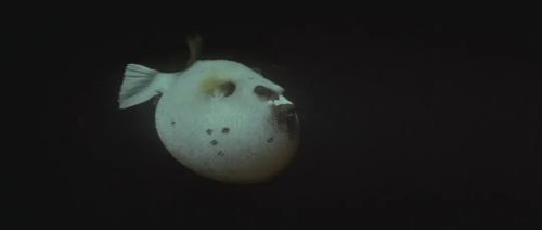 亚特兰蒂斯