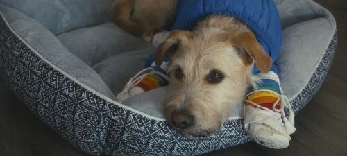 爱犬莫福