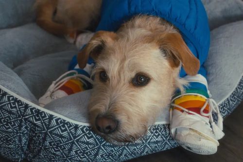 爱犬莫福