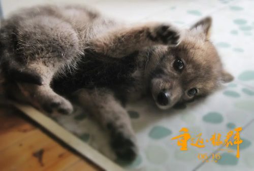 重返·狼群