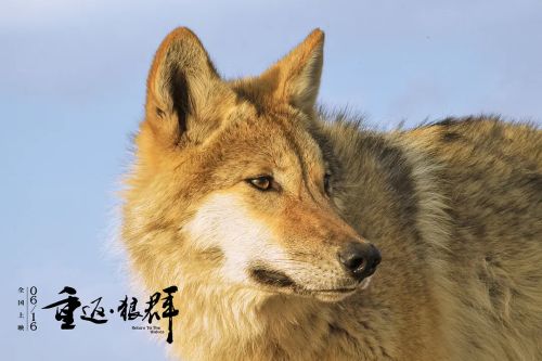 重返·狼群