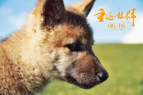 重返·狼群