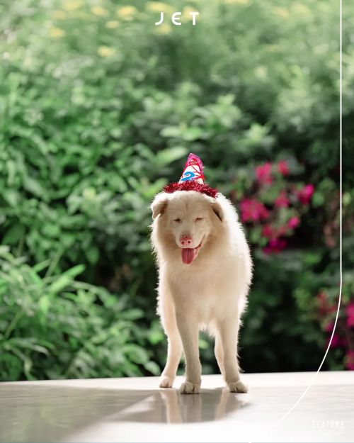 心犬相随
