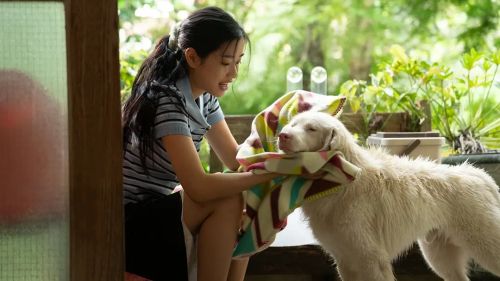 心犬相随