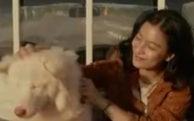 《心犬相随》正式预告