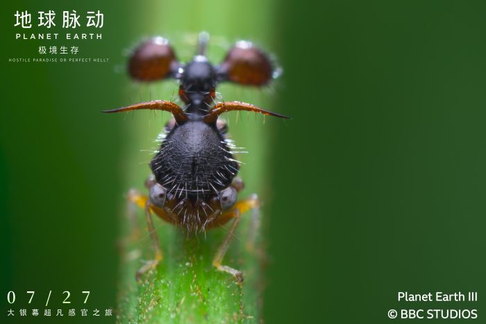 电影《地球脉动：极境生存》开启预售，并释出“万物一脉”版终极海报。