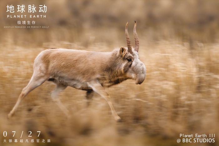 电影《地球脉动：极境生存》开启预售，并释出“万物一脉”版终极海报。